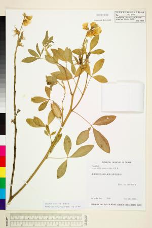 <a href="https://brmas.openmuseum.tw/muse/digi_object/b5e1e8573ad786f96c6b1f9152b283bc" target="_blank">黃豬屎豆／中央研究院生物多樣性研究博物館植物標本館 (HAST)</a>