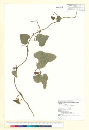 <a href="https://brmas.openmuseum.tw/muse/digi_object/b5e430a60b78629aea1fe4c976d2d157" target="_blank">台灣馬兜鈴／中央研究院生物多樣性研究博物館植物標本館 (HAST)</a>