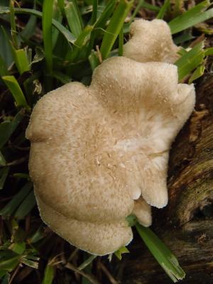 <a href="https://taieol.tw/muse/digi_object/95b7b2d106229c2fa7b886ddeeb4fc0f" target="_blank">Lentinus tigrinus／By：柯文俊／蕈哥菇妹園地(The Forum of Fungi)</a>