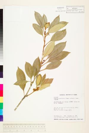 <a href="https://brmas.openmuseum.tw/muse/digi_object/b60a682f90abdee9d8b1de38c8d54c5d" target="_blank">小葉木犀／中央研究院生物多樣性研究博物館植物標本館 (HAST)</a>