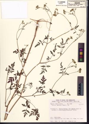 <a href="https://brmas.openmuseum.tw/muse/digi_object/b617ce01ac7184e9de6c1ca6f267c03e" target="_blank">竊衣／中央研究院生物多樣性研究博物館植物標本館 (HAST)</a>