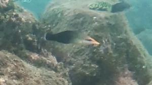 <a href="https://taieol.tw/muse/digi_object/73bdcbea1c64a72d69a927fc4a2ff20a" target="_blank">雜色尖嘴魚／By：r_lai／iNaturalist</a>