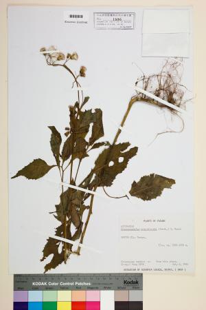 <a href="https://brmas.openmuseum.tw/muse/digi_object/b643fe305cb51f481df784d44a2c097c" target="_blank">昭和草／中央研究院生物多樣性研究博物館植物標本館 (HAST)</a>