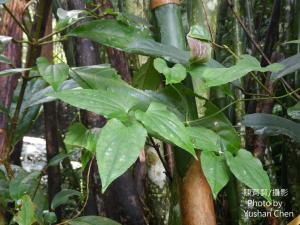 <a href="https://taieol.tw/muse/digi_object/c2107774b2f2de680856c64af3b096cd" target="_blank">田代氏鐵線蓮／By：cyst007／iNaturalist</a>