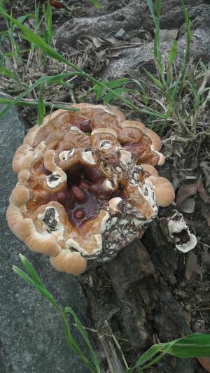 <a href="https://taieol.tw/muse/digi_object/8995736010c86cb9e38ef44bb5191227" target="_blank">熱帶靈芝／By：naturalist5923／iNaturalist</a>