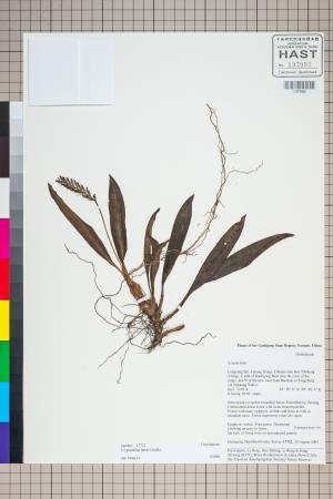 <a href="https://brmas.openmuseum.tw/muse/digi_object/b66597757b095966cc84e4906ca7043a" target="_blank">Cryptochirus／中央研究院生物多樣性研究博物館植物標本館 (HAST)</a>