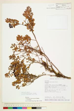<a href="https://brmas.openmuseum.tw/muse/digi_object/b6802a0b0d13ce852b9a7c40aa9d22c6" target="_blank">高山越橘／中央研究院生物多樣性研究博物館植物標本館 (HAST)</a>