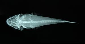 <a href="https://brmas.openmuseum.tw/muse/digi_object/8e7acf98c3cd4717f9deea436469e4de" target="_blank">大鱗牛尾魚／中央研究院生物多樣性研究博物館動物標本館 (ASIZ)</a>