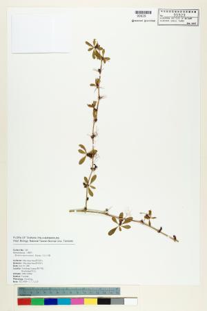 <a href="https://brmas.openmuseum.tw/muse/digi_object/b69ce99d480969c0039982ba5545fad2" target="_blank">玉山小檗／中央研究院生物多樣性研究博物館植物標本館 (HAST)</a>