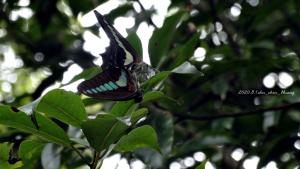 <a href="https://taieol.tw/muse/digi_object/a45b8acffe57bf7da5db72305c6b44dd" target="_blank">青鳳蝶／By：shuchen_huang／iNaturalist</a>