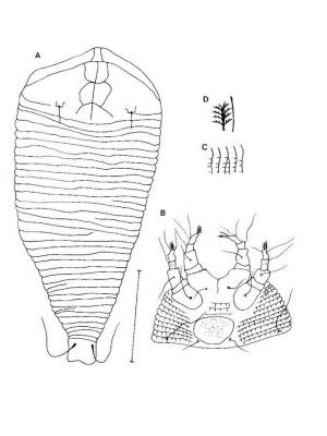 Cosella distransversus Huang, 2001