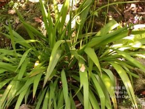 <a href="https://taieol.tw/muse/digi_object/093ef1e827f5581cedd3ad78ad60b8a0" target="_blank">闊葉麥門冬／By：陳育賢／陳育賢</a>
