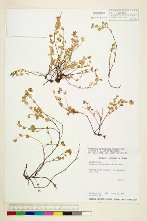 <a href="https://brmas.openmuseum.tw/muse/digi_object/b6f37ab90aefa19745f395e9a9963cf6" target="_blank">鵝鑾鼻大戟／中央研究院生物多樣性研究博物館植物標本館 (HAST)</a>