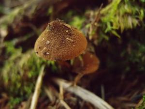 Inocybe calospora(刺孢絲蓋傘)