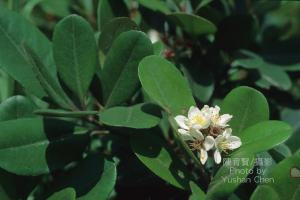 <a href="https://taieol.tw/muse/digi_object/6f01a2d8379948ac799df454e10cdfef" target="_blank">厚葉石斑木／By：陳育賢／臺灣物種名錄(TaiCOL)</a>