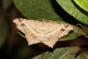 <a href="https://taieol.tw/muse/digi_object/c47ad33cd131f1cf58adf4ad66f6f1b5" target="_blank">Chiasmia emersaria／By：shaurong／iNaturalist</a>