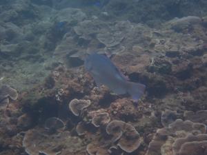 <a href="https://taieol.tw/muse/digi_object/539a19a1dcca4d9539e064cbee74a366" target="_blank">邵氏豬齒魚／By：pchi45／iNaturalist</a>