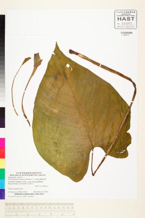<a href="https://brmas.openmuseum.tw/muse/digi_object/b73594899dff074129fe005402a8551e" target="_blank">蘭嶼落檐／中央研究院生物多樣性研究博物館植物標本館 (HAST)</a>