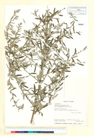 <a href="https://brmas.openmuseum.tw/muse/digi_object/b748292b6ea30215047e87ed17efaa1d" target="_blank">艾／中央研究院生物多樣性研究博物館植物標本館 (HAST)</a>