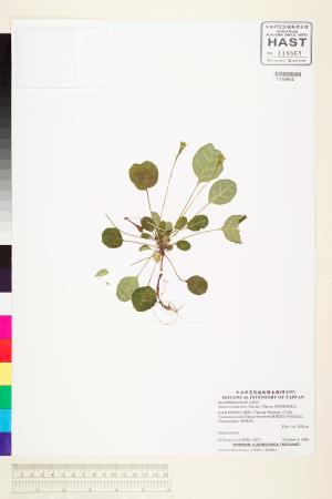 <a href="https://brmas.openmuseum.tw/muse/digi_object/b79c1f9b42eb23b583fdf714d812ac99" target="_blank">倒卵葉裂緣花／中央研究院生物多樣性研究博物館植物標本館 (HAST)</a>