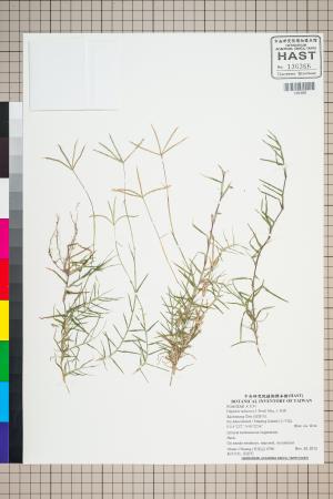 <a href="https://brmas.openmuseum.tw/muse/digi_object/b7a0155b48dcb1a249f0cbdd04ccf1b4" target="_blank">小馬唐／中央研究院生物多樣性研究博物館植物標本館 (HAST)</a>