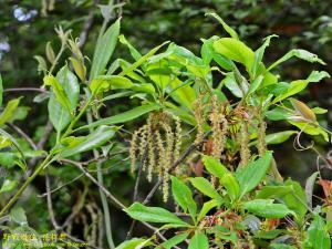 <a href="https://taieol.tw/muse/digi_object/f9de455c09b0c6fcd2203c95bbef03d3" target="_blank">毽子櫟／By：kinmatsu／iNaturalist</a>