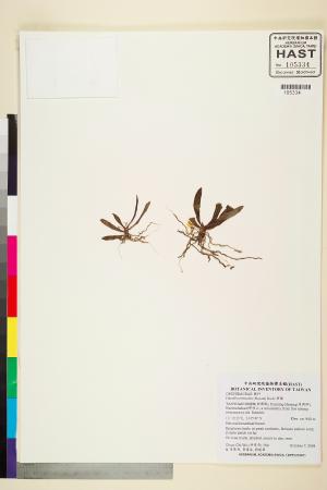 <a href="https://brmas.openmuseum.tw/muse/digi_object/b7daf0b37476b2276ab75b29c3de6708" target="_blank">香蘭／中央研究院生物多樣性研究博物館植物標本館 (HAST)</a>