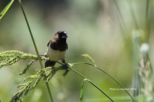 <a href="https://taieol.tw/muse/digi_object/8aa0facf384a7f3261b0fe7bda3897e5" target="_blank">白腰文鳥／By：陳添財／臺灣物種名錄(TaiCOL)</a>