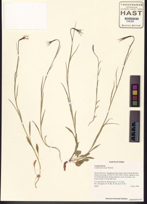 <a href="https://brmas.openmuseum.tw/muse/digi_object/b7f2d207d21d7ba9f952f20564ab080a" target="_blank">桔梗屬／中央研究院生物多樣性研究博物館植物標本館 (HAST)</a>