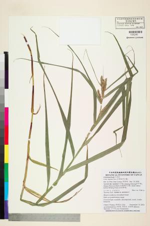 <a href="https://brmas.openmuseum.tw/muse/digi_object/b7f3c7fd85b898476062809ab301208c" target="_blank">舌葉薹(貝舌薹)／中央研究院生物多樣性研究博物館植物標本館 (HAST)</a>