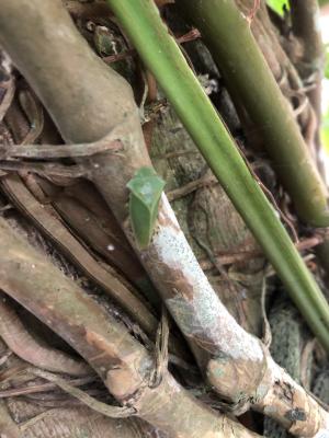 <a href="https://taieol.tw/muse/digi_object/e230d94267377c1a78a830dacbfa84b0" target="_blank">Tituria planata／By：hannnahh／iNaturalist</a>