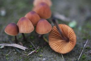 Conocybe incarnata(粉紅褐錐蓋傘)