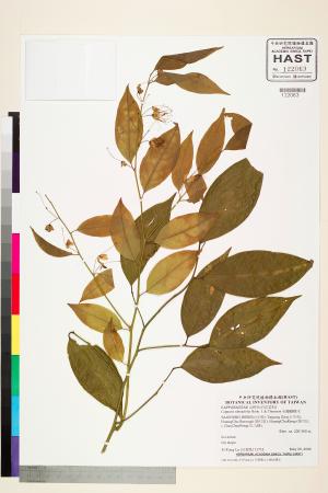 <a href="https://brmas.openmuseum.tw/muse/digi_object/b7fec956020734df652b09df154b3842" target="_blank">毛瓣蝴蝶木／中央研究院生物多樣性研究博物館植物標本館 (HAST)</a>