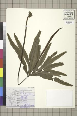 <a href="https://brmas.openmuseum.tw/muse/digi_object/b81d21856a3ae04c38e160d79f0ec560" target="_blank">錫蘭七指蕨／中央研究院生物多樣性研究博物館植物標本館 (HAST)</a>