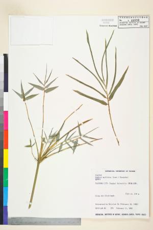 <a href="https://brmas.openmuseum.tw/muse/digi_object/b8228bfb143fddec7ece933701479b0a" target="_blank">蓬萊竹(孝順竹、觀音竹、鳳尾竹)／中央研究院生物多樣性研究博物館植物標本館 (HAST)</a>