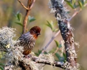 <a href="https://taieol.tw/muse/digi_object/b60fb035b5321db3d4cc131eaabc3761" target="_blank">紋翼畫眉／By：steveshunk／iNaturalist</a>