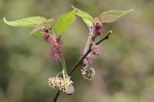 Broussonetia monoica_花及嫩葉