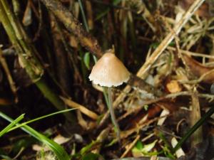 Mycena filopes(線柄小菇)