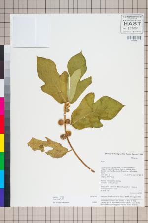 <a href="https://brmas.openmuseum.tw/muse/digi_object/b87edc6380d4f8d88e43293703e65f11" target="_blank">榕屬／中央研究院生物多樣性研究博物館植物標本館 (HAST)</a>
