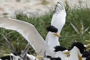 <a href="https://taieol.tw/muse/digi_object/5522b36161899665bd023fc75db0d6a6" target="_blank">黑嘴端鳳頭燕鷗／By：rururubisco／iNaturalist</a>