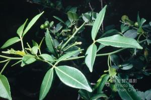 <a href="https://taieol.tw/muse/digi_object/11d7ffd8c373849daeba8b67d0668d11" target="_blank">飛龍掌血／By：陳育賢／臺灣物種名錄(TaiCOL)</a>
