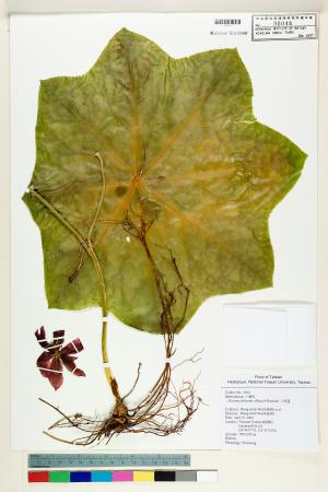 <a href="https://brmas.openmuseum.tw/muse/digi_object/b8a1e92915a41d25301c61b44fdeded0" target="_blank">八角蓮／中央研究院生物多樣性研究博物館植物標本館 (HAST)</a>