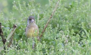 <a href="https://taieol.tw/muse/digi_object/dd6d195cb94020bfe3b6770faa1a2abd" target="_blank">金翅雀／By：rururubisco／iNaturalist</a>