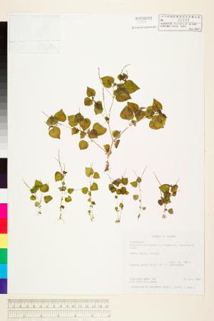 <a href="https://brmas.openmuseum.tw/muse/digi_object/b8ab11f672c70dca5b6dc63b829d026b" target="_blank">草胡椒／中央研究院生物多樣性研究博物館植物標本館 (HAST)</a>