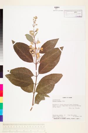 <a href="https://brmas.openmuseum.tw/muse/digi_object/b8b0d88ac2549a7879998ed939995c1f" target="_blank">大葉溲疏／中央研究院生物多樣性研究博物館植物標本館 (HAST)</a>
