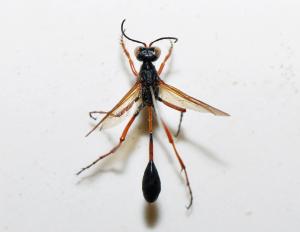 斑節細腰蜂 Ammophila clavus