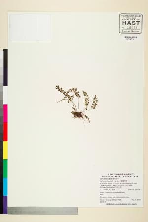 <a href="https://brmas.openmuseum.tw/muse/digi_object/b8d23ae23e071e887d4e3d974809ccc1" target="_blank">小葉鐵角蕨／中央研究院生物多樣性研究博物館植物標本館 (HAST)</a>