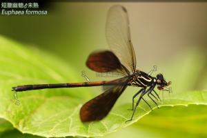 <a href="https://taieol.tw/muse/digi_object/c153cfcc8ae2f67061c0abde3153f8c7" target="_blank">短腹幽蟌／By：曹美華／台灣蜻蜓網路圖鑑The Dragonflies of Taiwan</a>