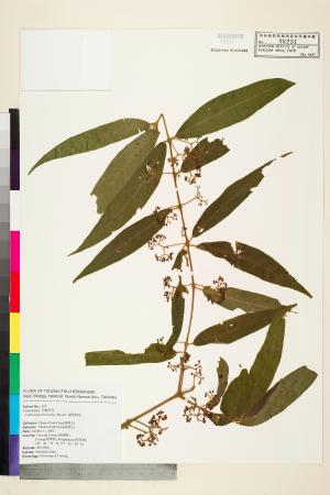 <a href="https://brmas.openmuseum.tw/muse/digi_object/b8ddb642ac9b2ad3a7a9579af462c2d4" target="_blank">細葉紫珠(紅面將軍)／中央研究院生物多樣性研究博物館植物標本館 (HAST)</a>