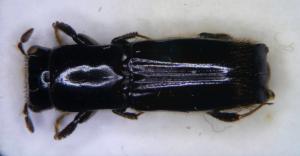 Crossotarsus sauteri Strohmeyer, 1913